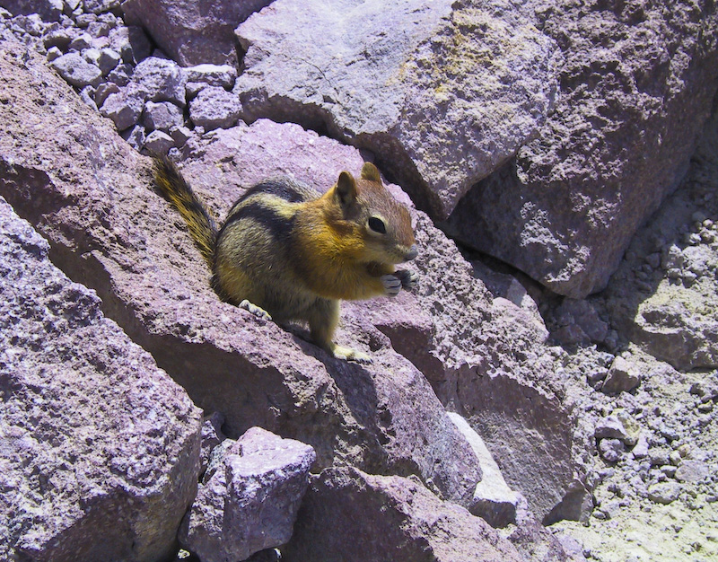 Golden-Mantled Ground Squirrel